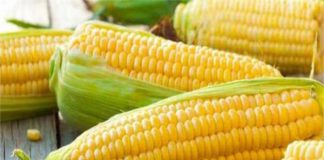 ਗੰਭੀਰ ਰੋਗਾਂ ਨੂੰ ਠੀਕ ਕਰਦੀ ਹੈ ਮੱਕੀ
