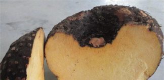 ਬਹੁਤ ਲਾਹੇਵੰਦ ਹੈ ਜ਼ਿਮੀਕੰਦ